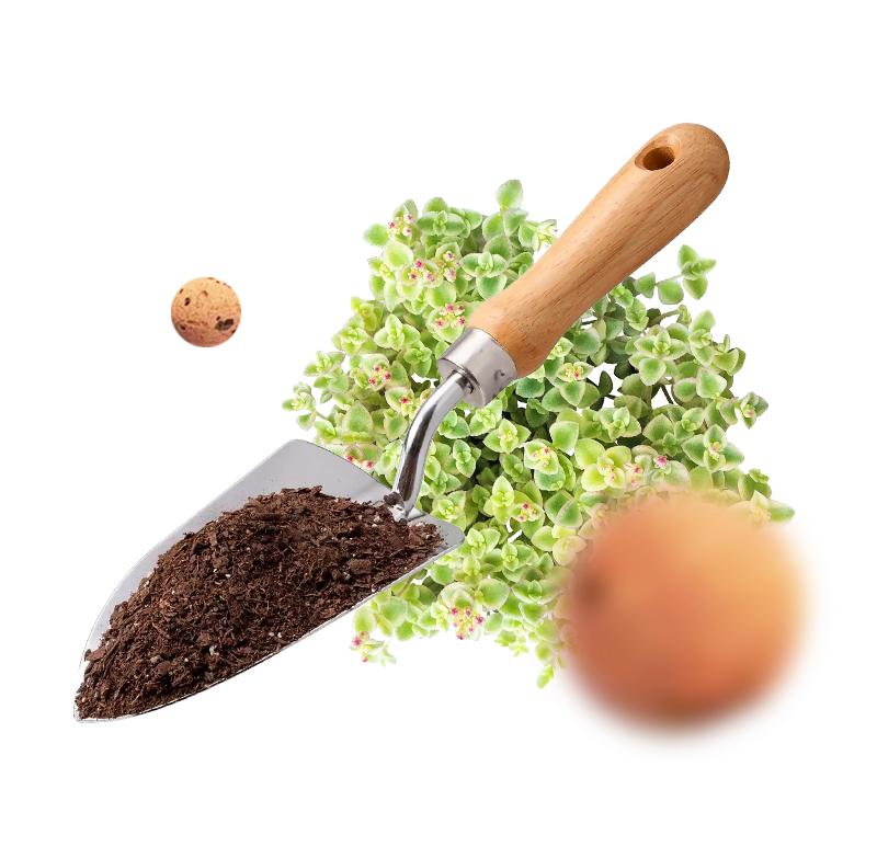 Новачки та початківці